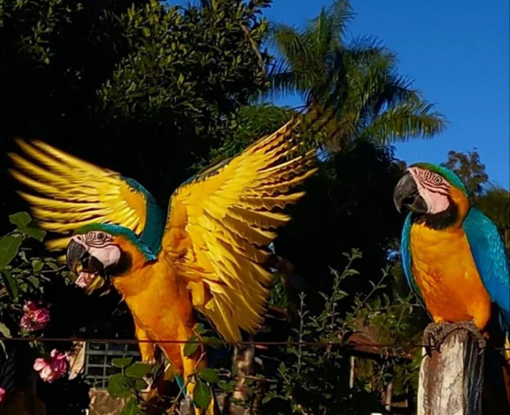 Pousada Canto Dos Pássaros Alto Paraíso de Goiás Esterno foto